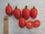 Tomato Blight